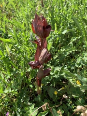 Bilamellaria