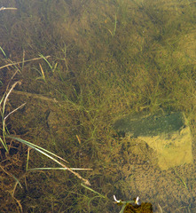 Zannichellia pedunculata