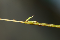 Zannichellia pedunculata