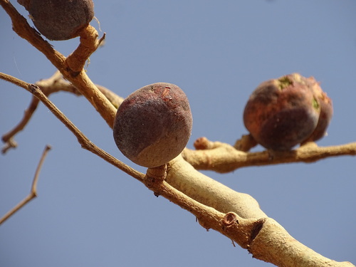 Foto de Tallow tree