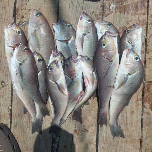 Bighead tilefish (Caulolatilus affinis) — Malacanthidae — 4