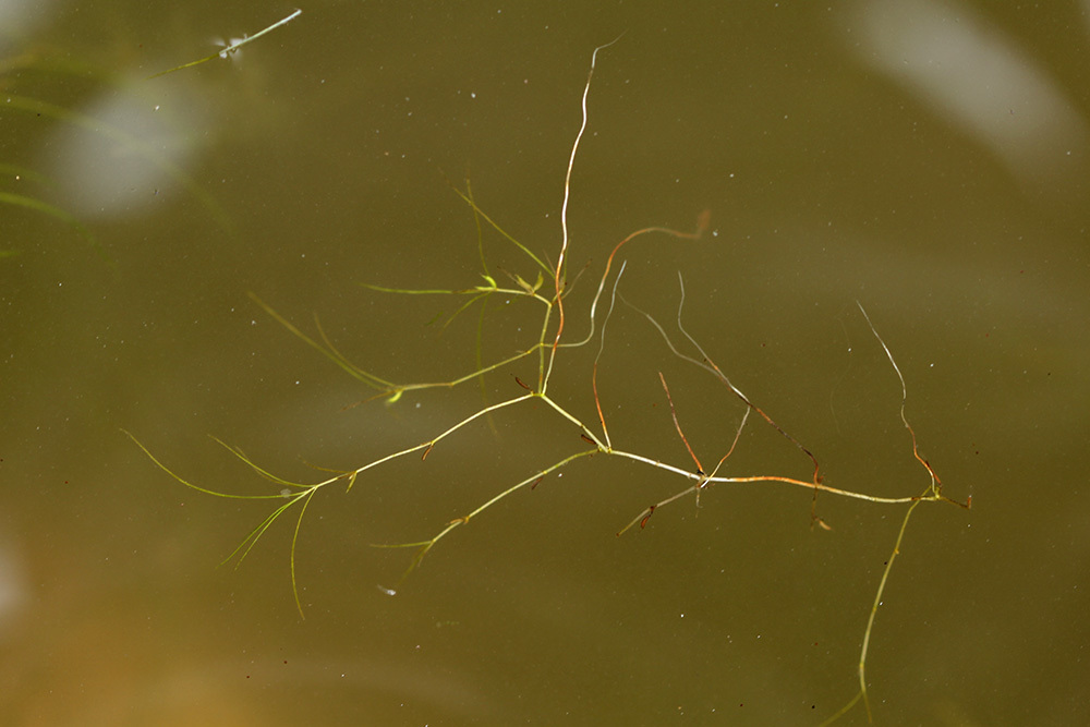Zannichellia repens