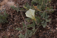 Calystegia collina venusta
