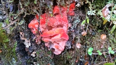 Aurantiporus pulcherrimus