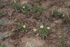 Calystegia collina venusta
