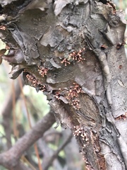 Nectria pseudotrichia