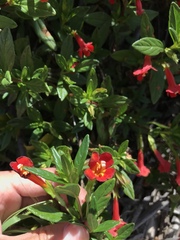 Diplacus parviflorus