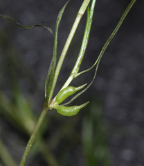Zannichellia repens