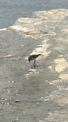 Common Sandpiper