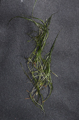 Zannichellia repens
