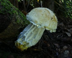 Austroboletus niveus