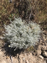 Castilleja hololeuca