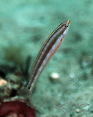 Suezichthys devisi