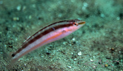 Suezichthys devisi