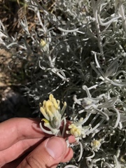 Castilleja hololeuca