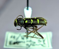 Clytus blaisdelli