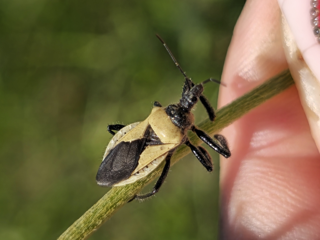 Apiomerus bosqi