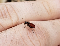 Malachius coccineus