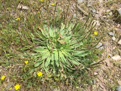 Plantago serraria