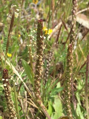 Plantago serraria