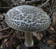 Amanita karea