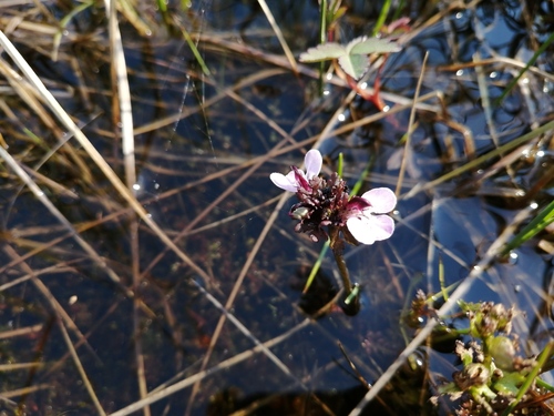Pennell's lousewort (Pedicularis pennellii)