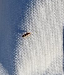 Malthinus occipitalis