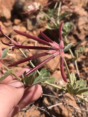 Acmispon grandiflorus grandiflorus