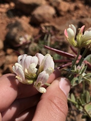 Acmispon grandiflorus grandiflorus