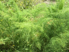 Foeniculum