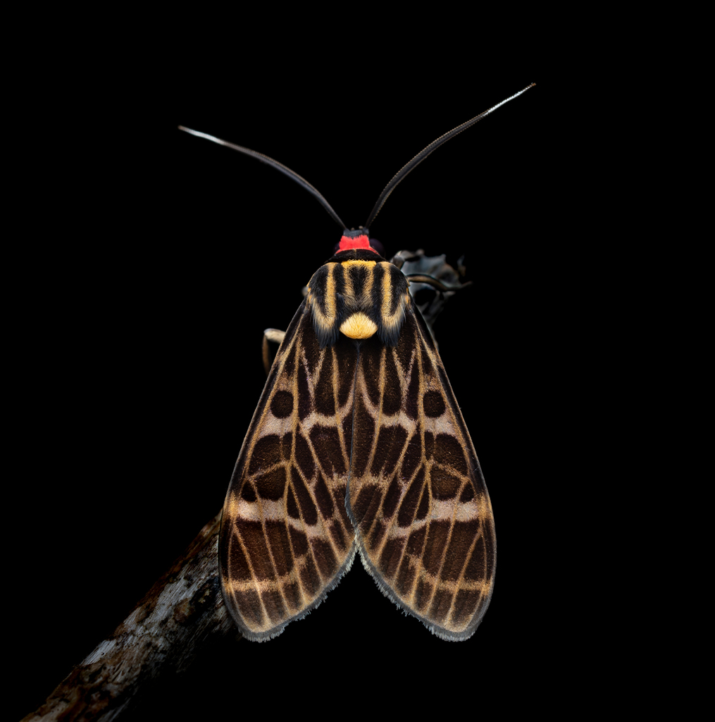 Cramerius
