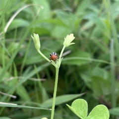 Cryptocephalus luteosignatus
