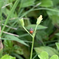 Cryptocephalus luteosignatus