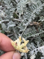 Astragalus miguelensis