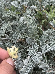 Astragalus miguelensis