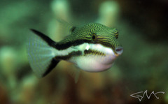 Canthigaster callisterna