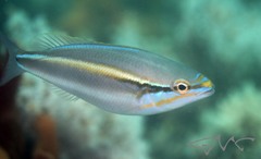 Pentapodus paradiseus