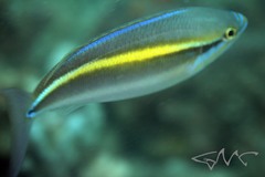 Pentapodus paradiseus