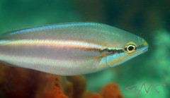 Pentapodus paradiseus