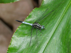 Libellulidae