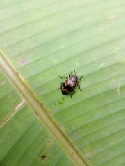 Prepopharus eduardoi