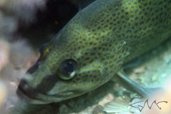 Acanthistius ocellatus