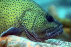 Acanthistius ocellatus