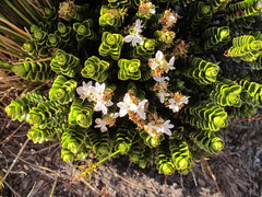Veronica masoniae