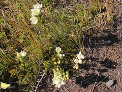 Gentianella montana