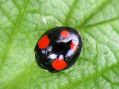 Harmonia axyridis