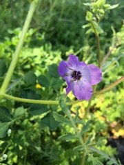 Pholistoma auritum auritum