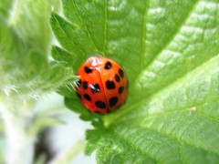 Harmonia axyridis