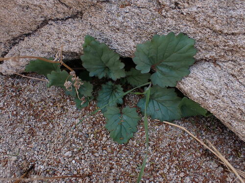 Desert Blue Bells foliage