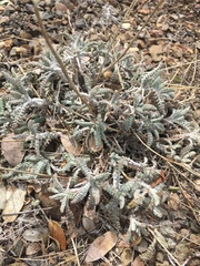 Chaenactis santolinoides